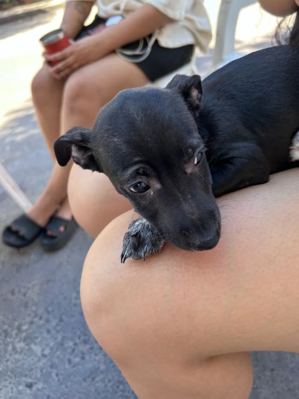 Cachorro para doação  - Foto 5
