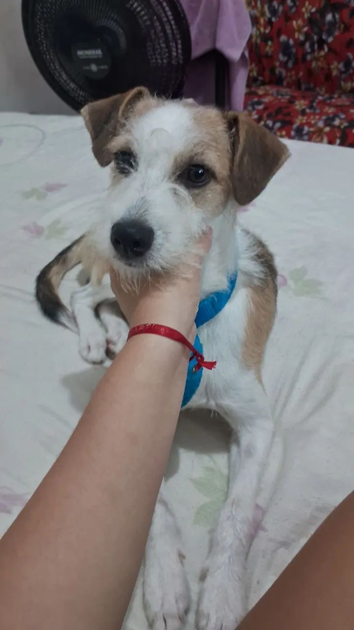 Adoção responsável (urgente) - Foto 2