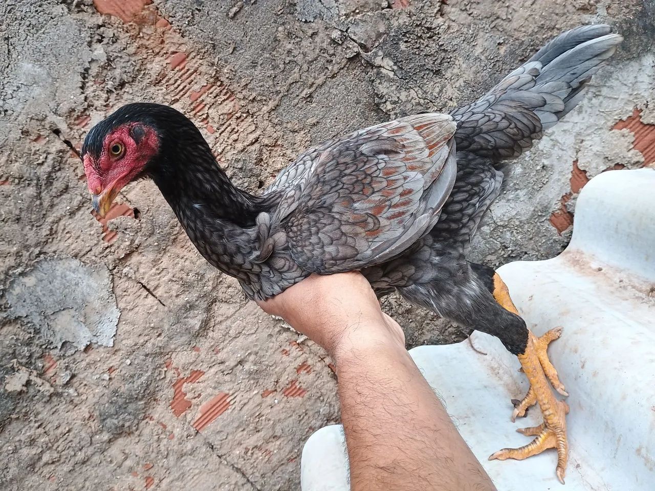 Frango e frangas shamo - Foto 4