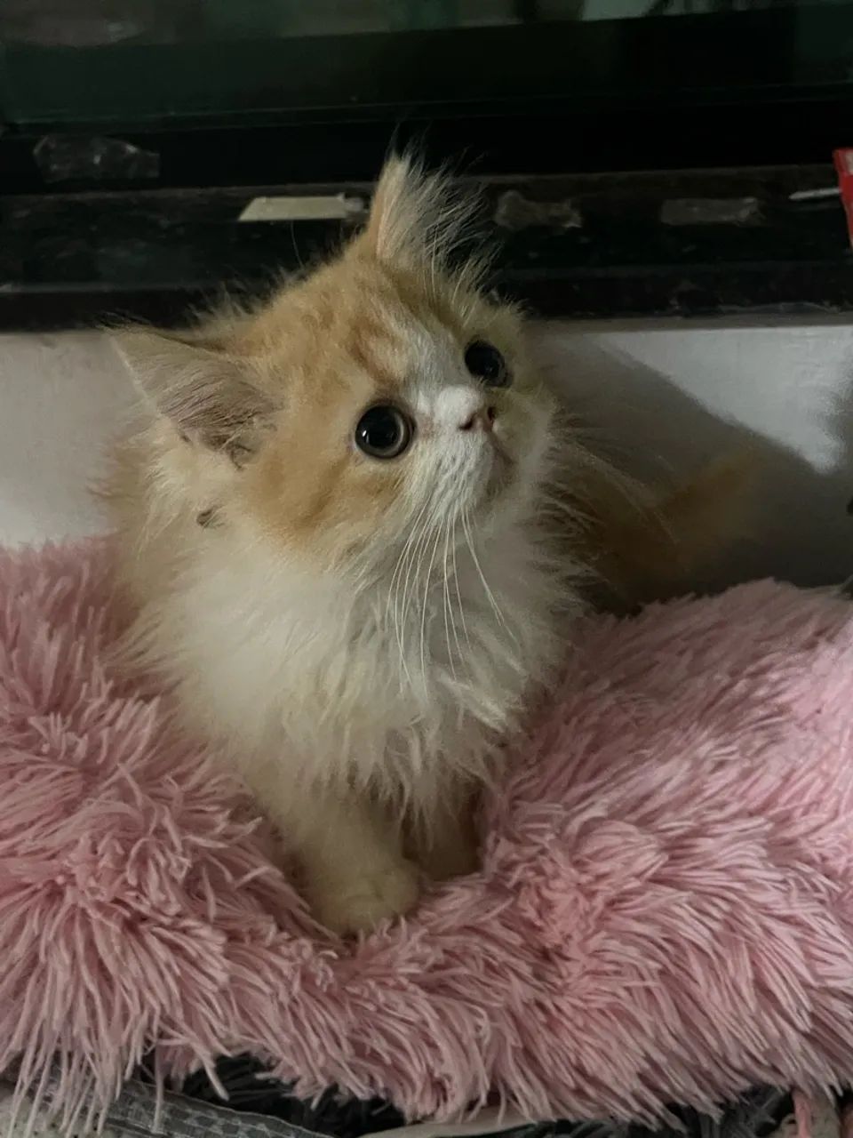 Gatinhos persas  - Foto 2