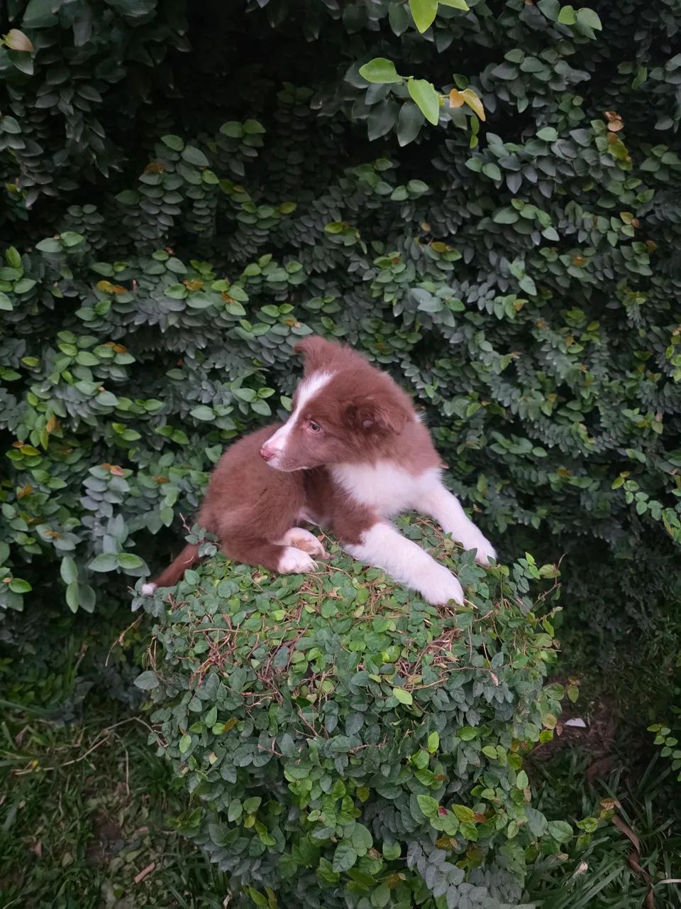 Filhote de Border Collie com pedigree cbkc - Foto 2