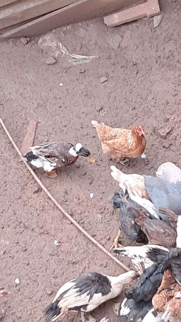 Marreco  casal - Foto 3