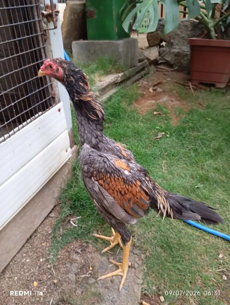 Frango índio puro  - Foto 6