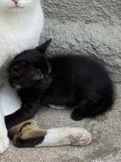 Gato 