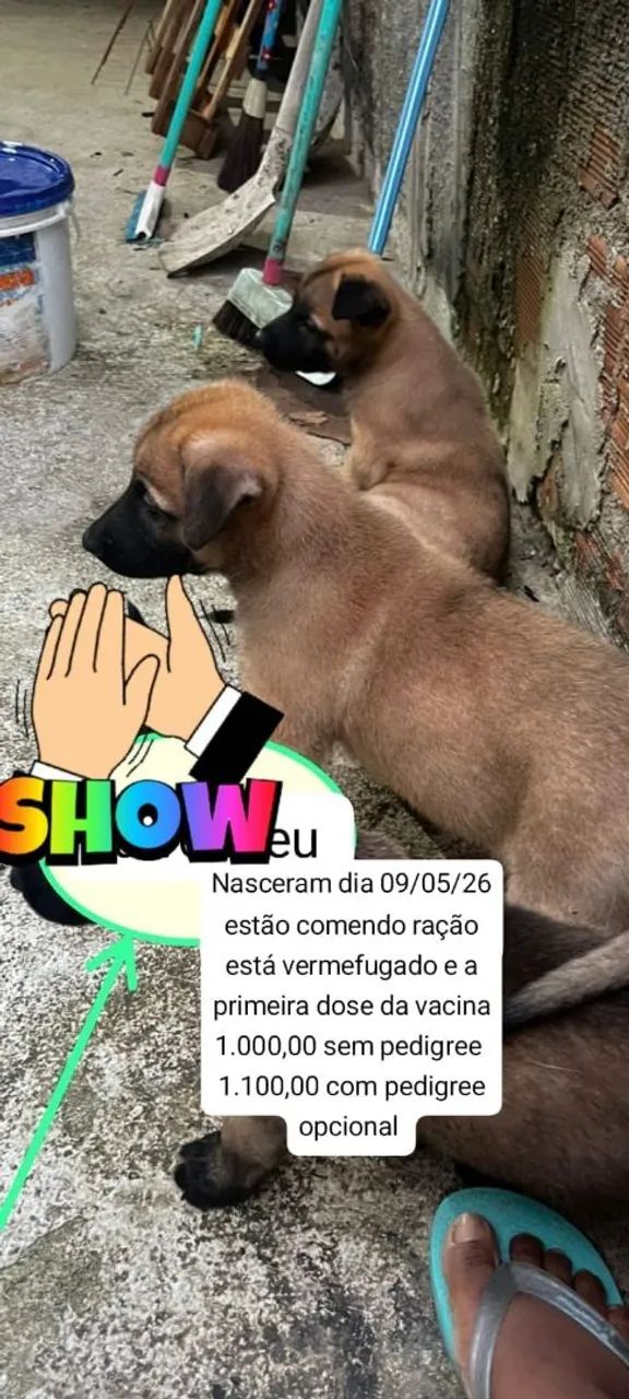 CACHORRO DE RAÇA  - Foto 3