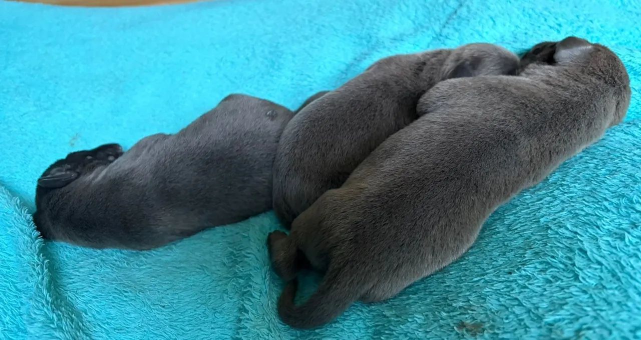 Cane corso Italiano  - Foto 3