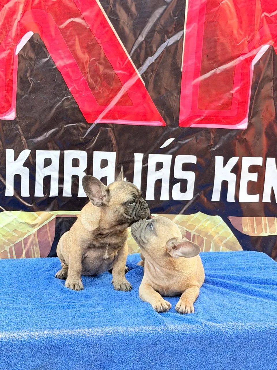 Buldogue francês micro exótico 
