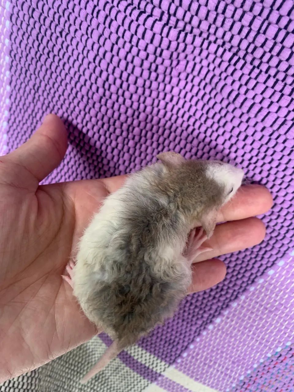 Ratos Twister à venda  - Foto 4