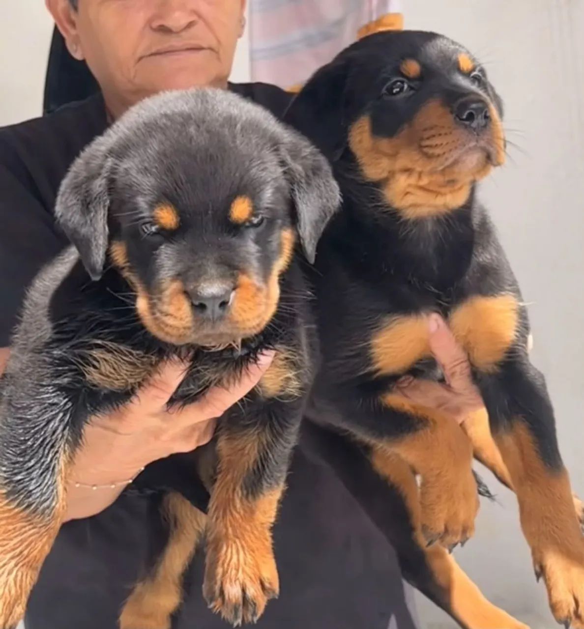 Rottweiler  - Foto 4