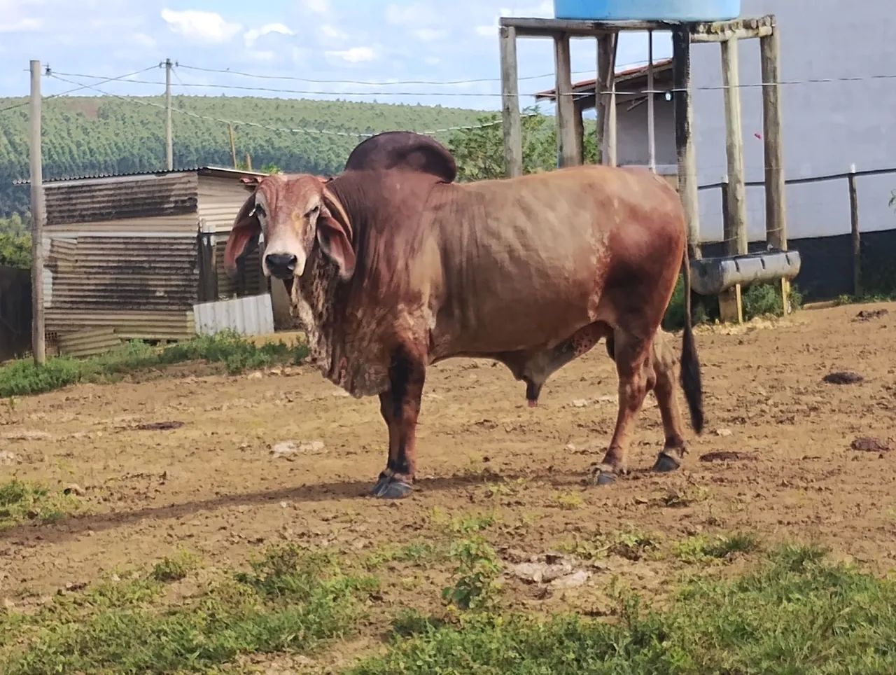 Fazenda a venda em Eunápolis   - Foto 5