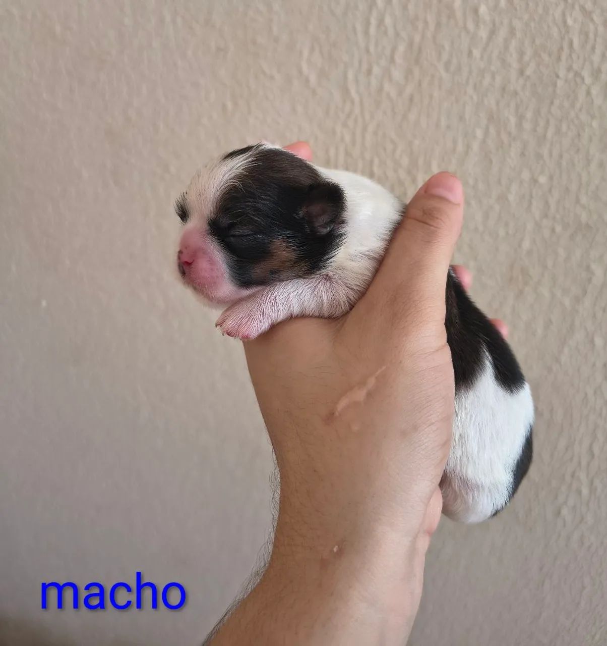 Filhotes de Shih Tzu Micro legítimos - Foto 3