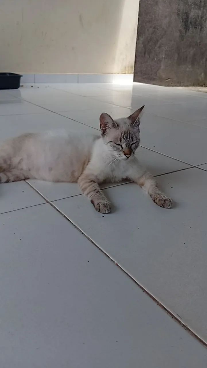 Doação de Gatas - Foto 2