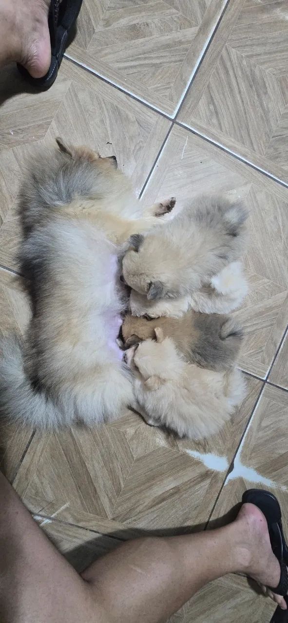 Filhotes Spitz Alemão