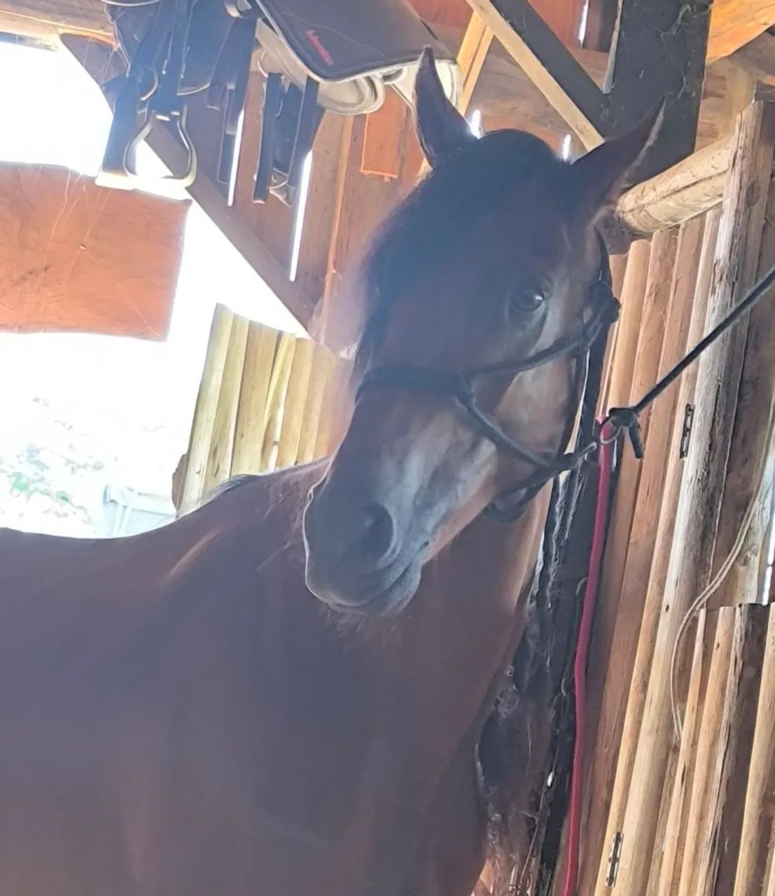 Cavalo Manga Larga Marchador  - Foto 4