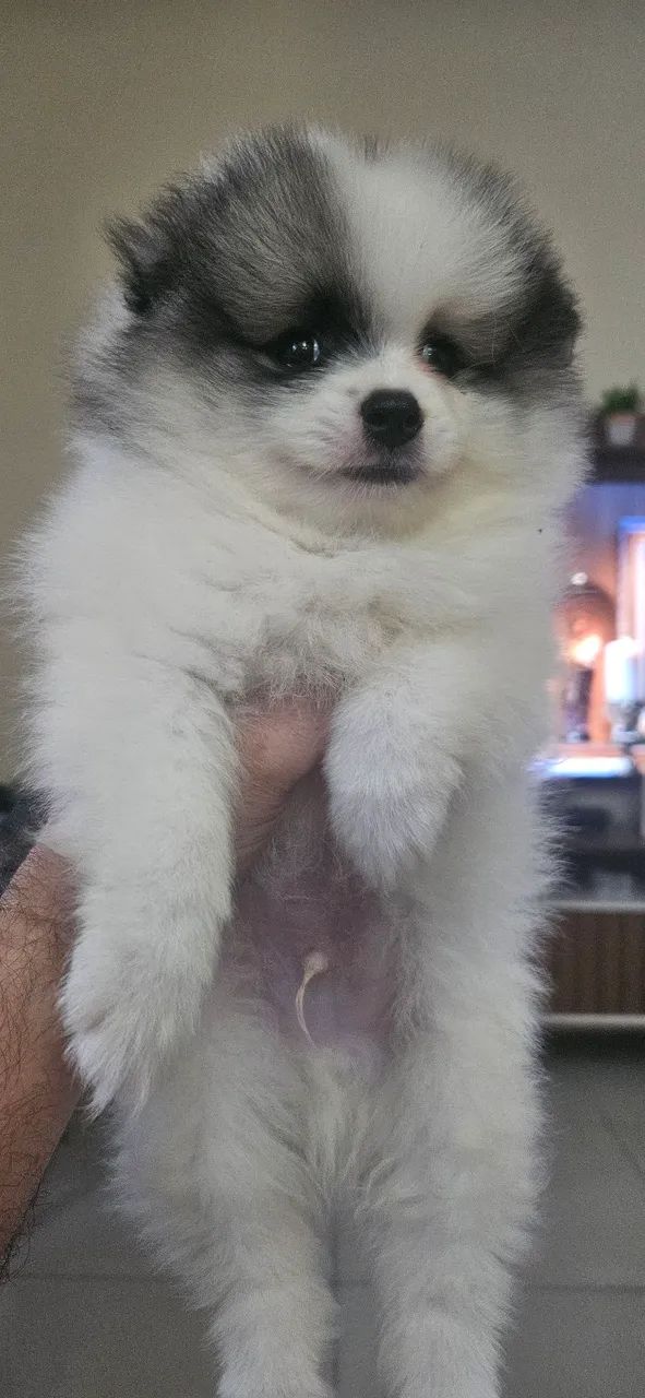 Spitz Alemão  - Foto 3