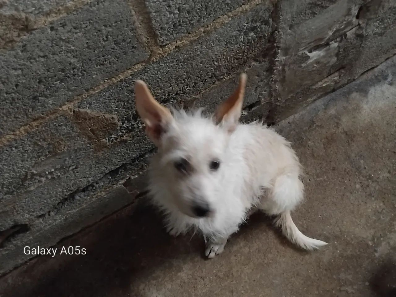 Cachorra - Foto 2