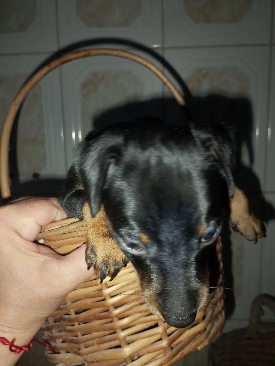 Pinscher  - Foto 5