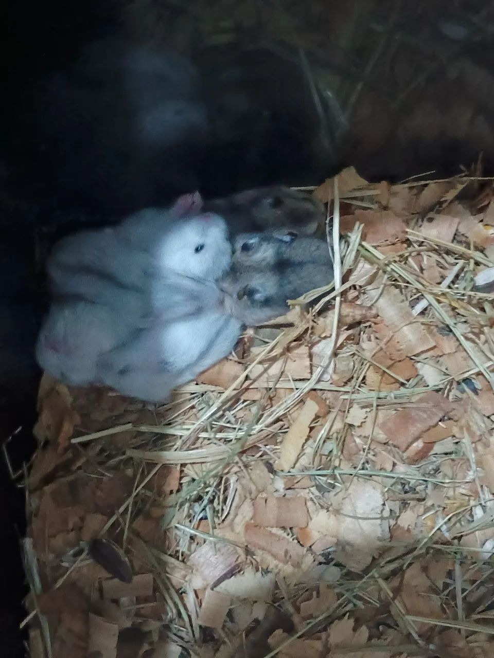 Hamisters - Foto 5
