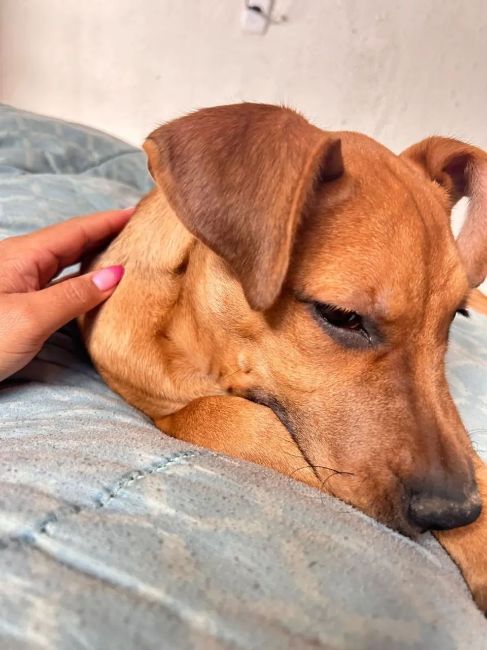 Doação de um cachorro - Foto 4