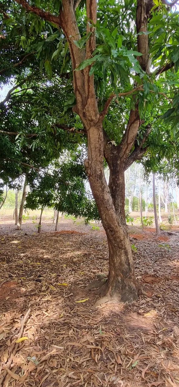 Sítio a 14 km da cidade  - Foto 3