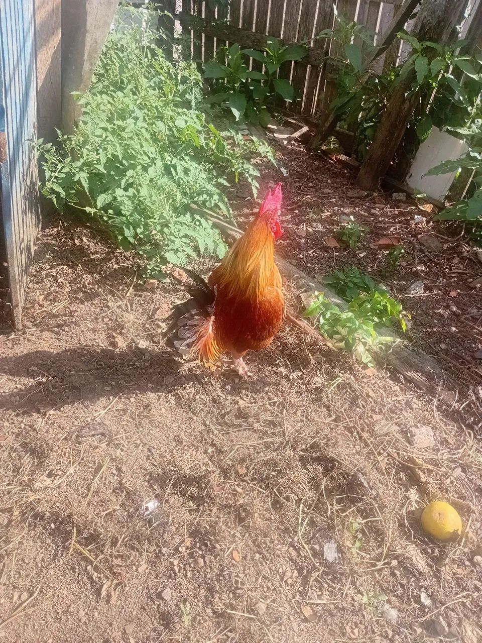 Vendo galizé - Foto 4