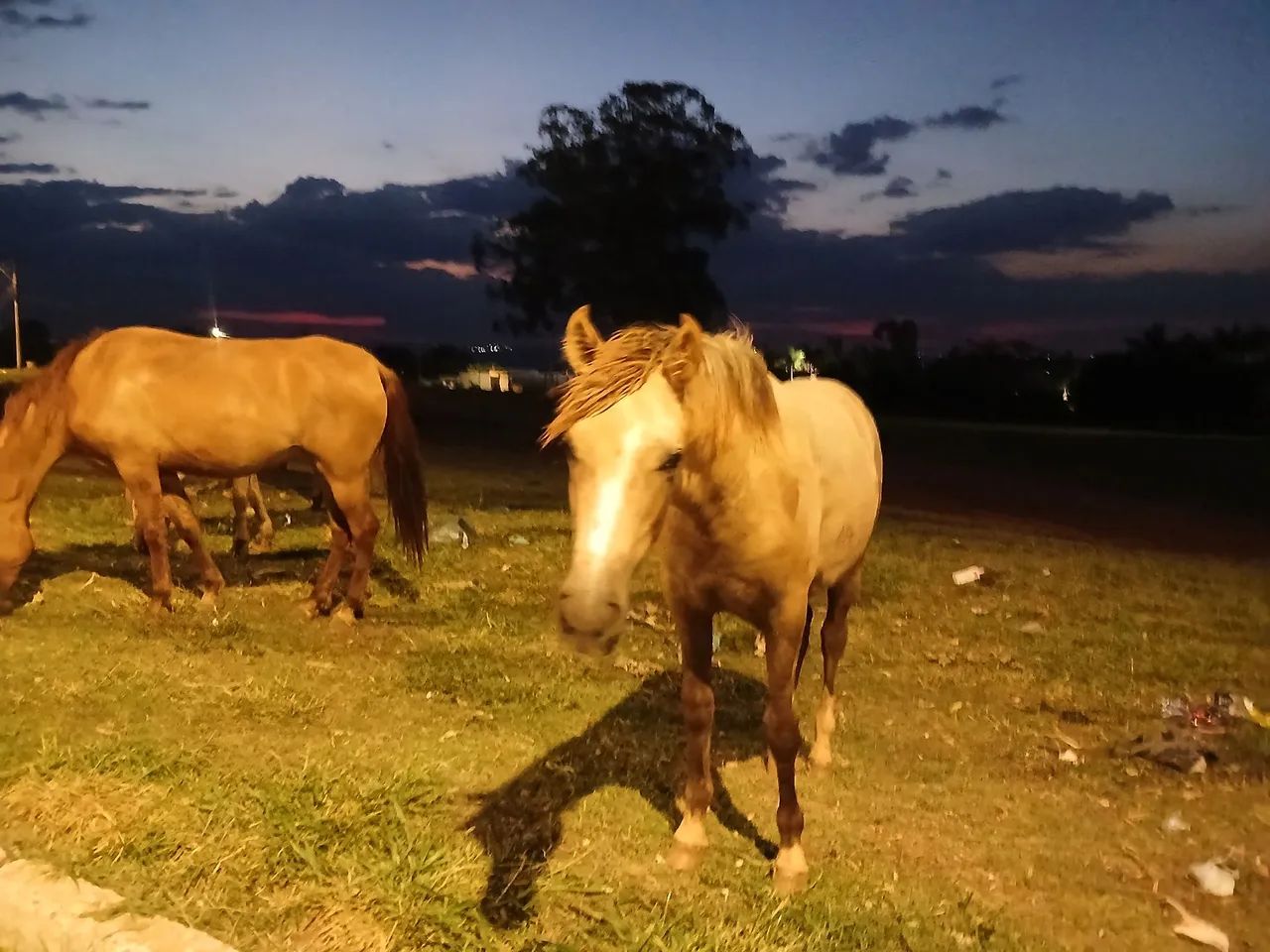Cavalo  - Foto 2
