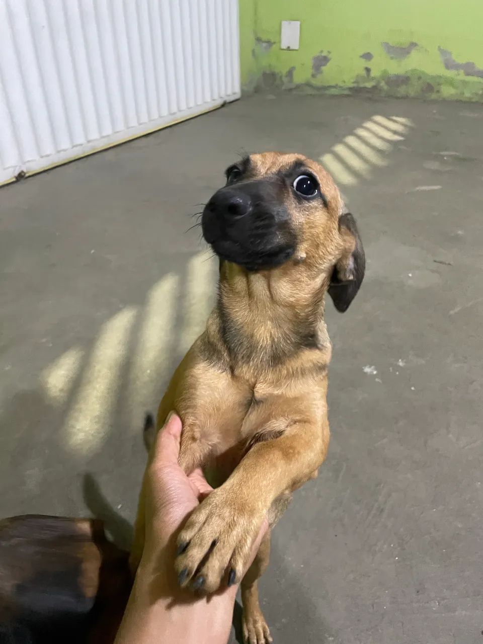 Cachorra vira-lata 6 meses - Foto 2