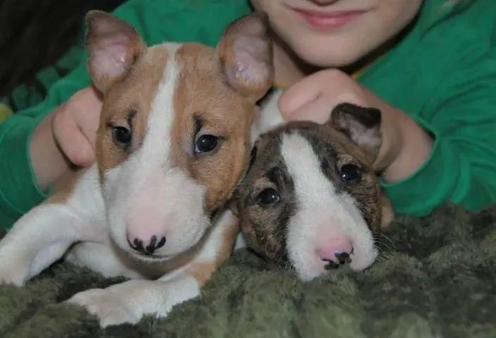 Bull Terrier Inglês Grandes Pegadas