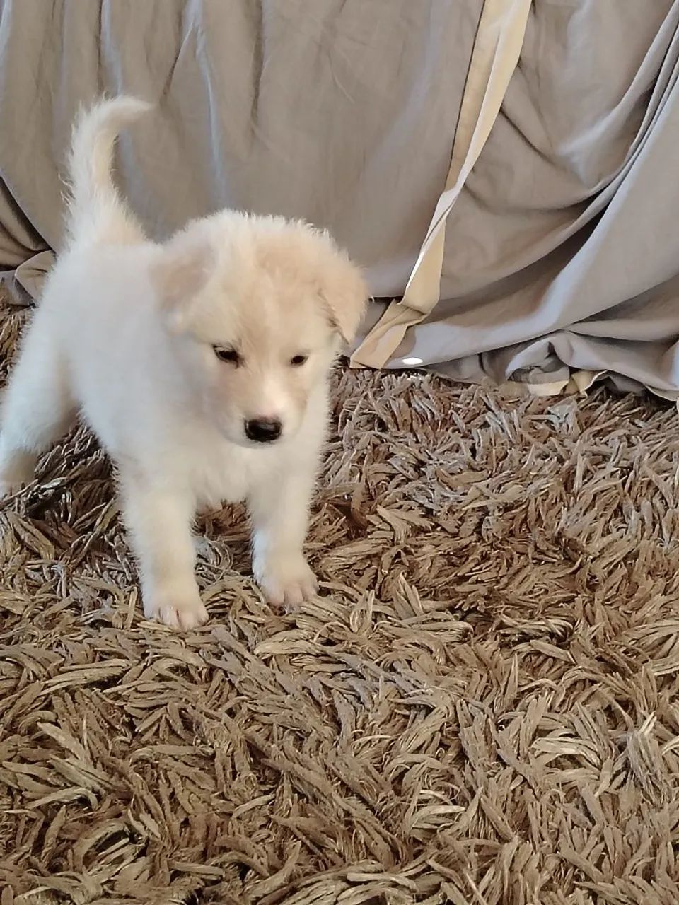 Pet