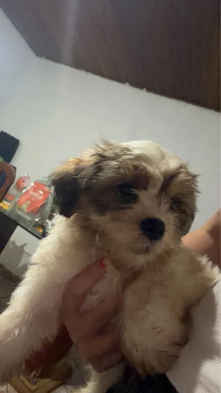 Vendo shitzu macho (pintadinho ou marronzinho com a cara preta) - Foto 4
