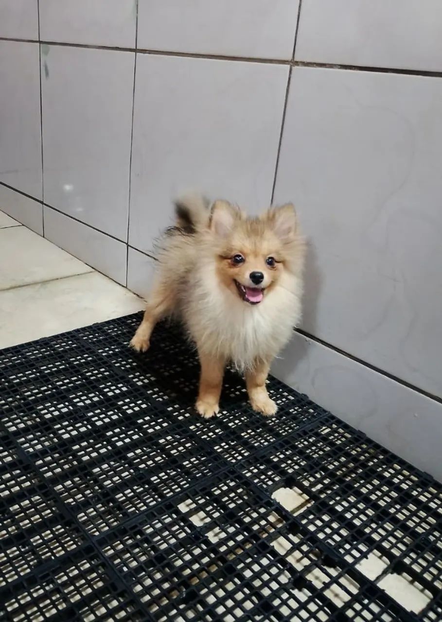 Spitz Alemão macho 4 meses  - Foto 5
