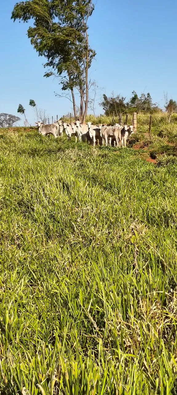 Vendo bezerras  - Foto 4