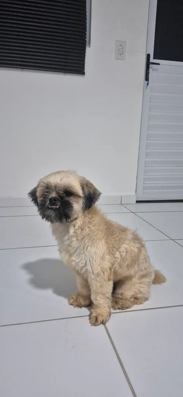 Shitzu macho doação