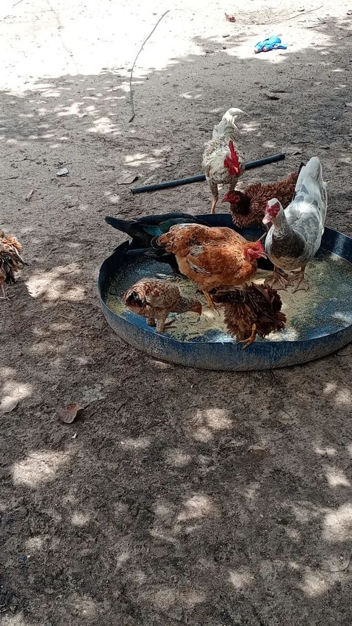 Galinhas e Casal de Pato
