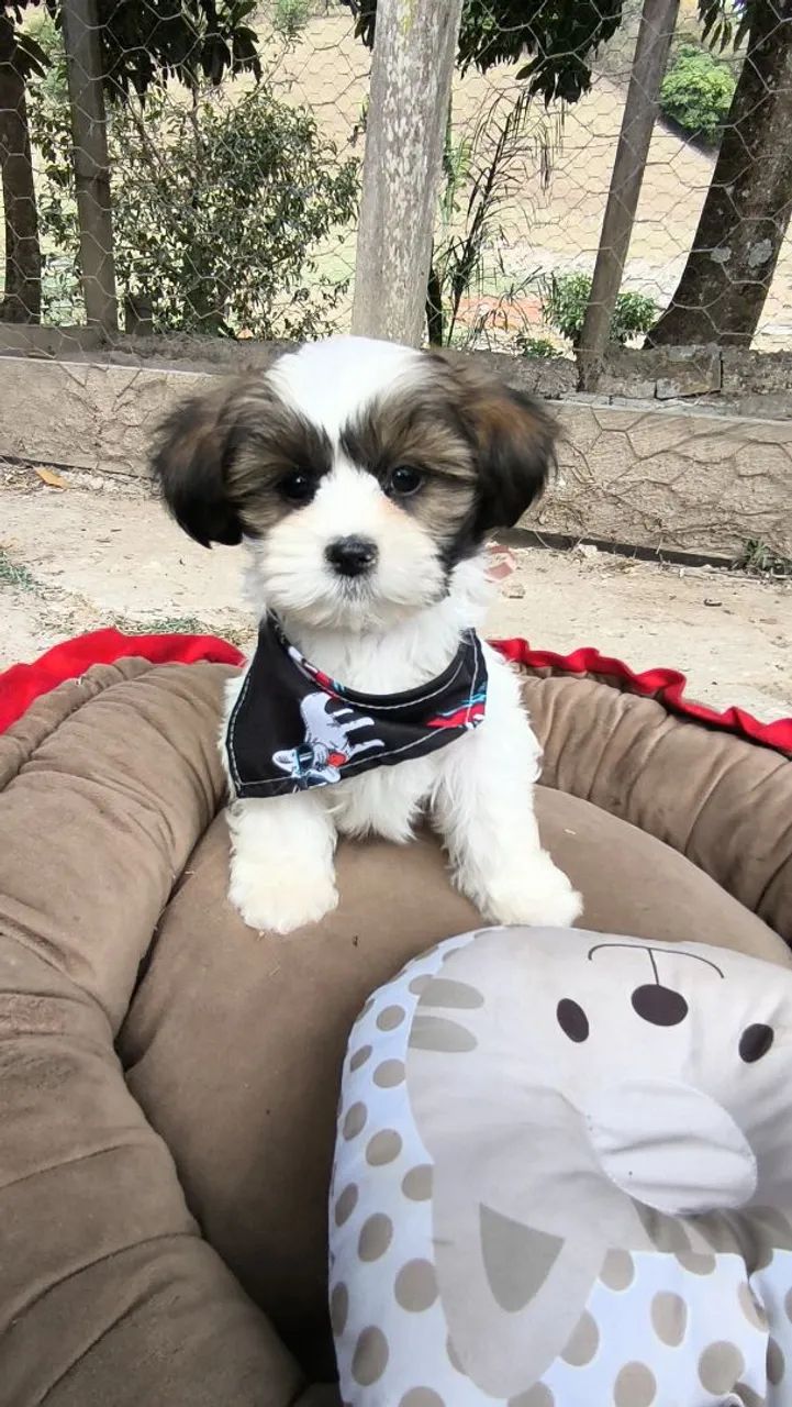 Lhasa Apso - Foto 2