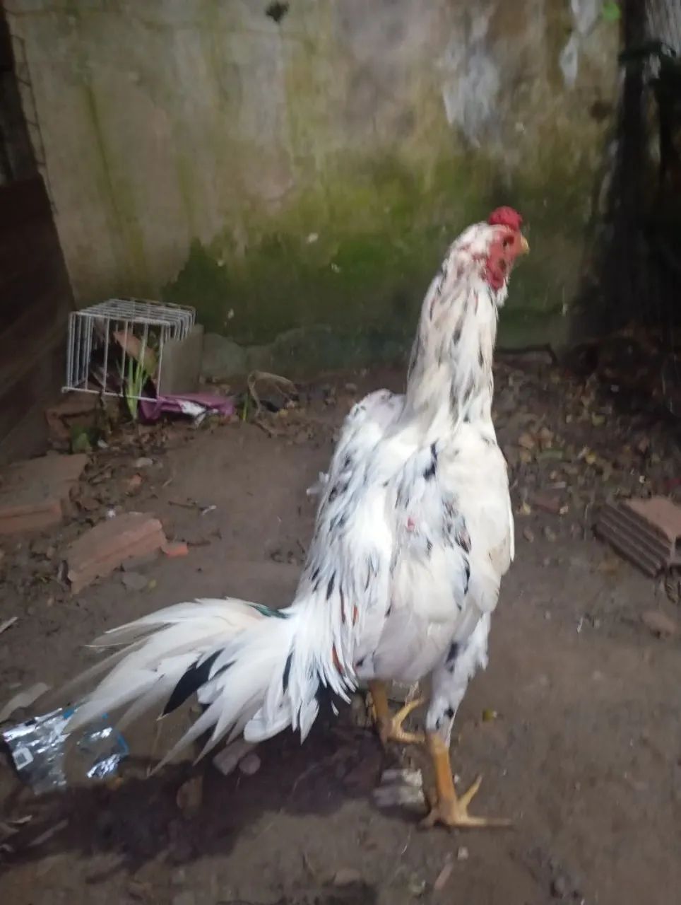 Frango de raça  - Foto 2