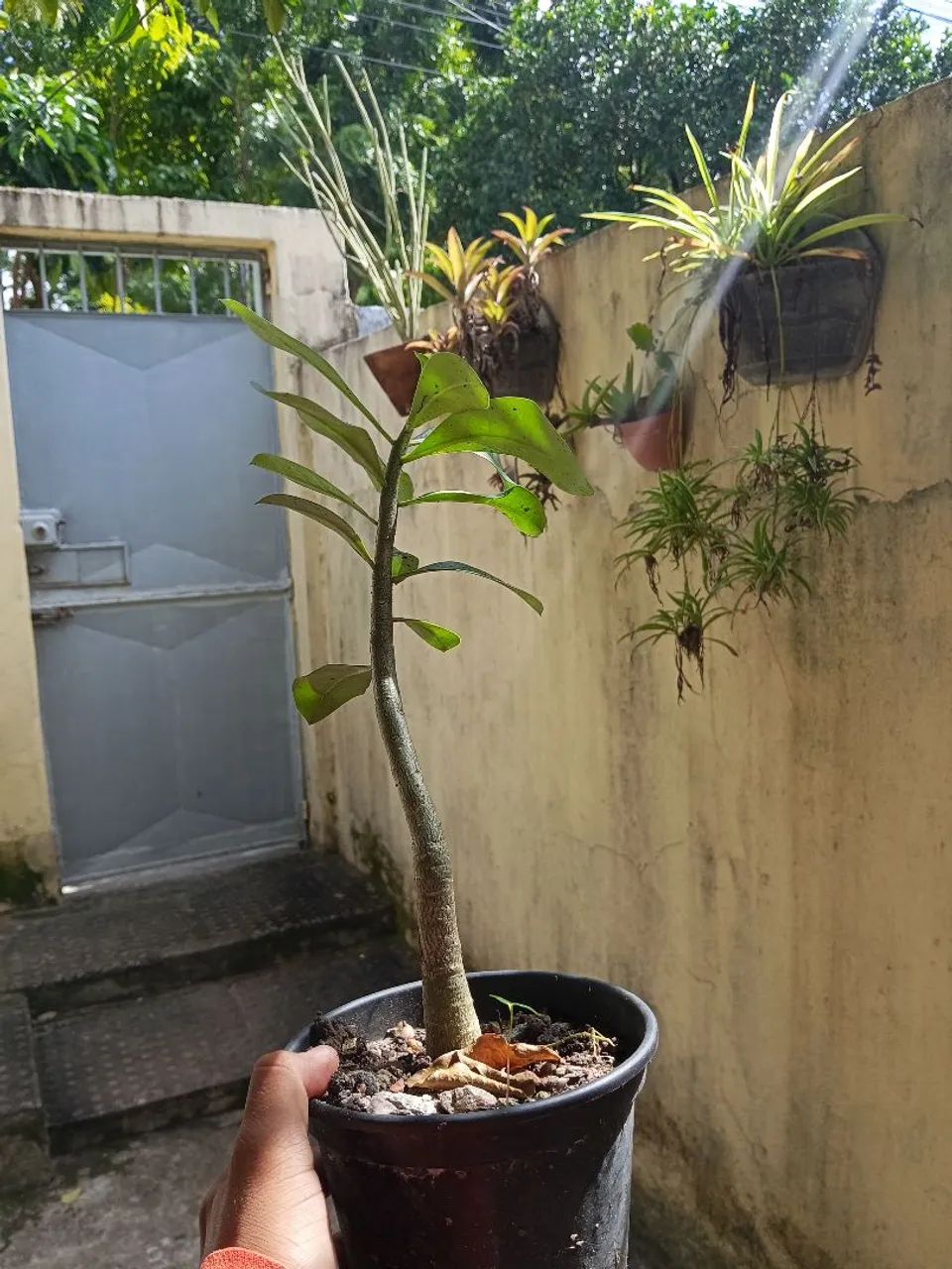 Bonsai  - Foto 2