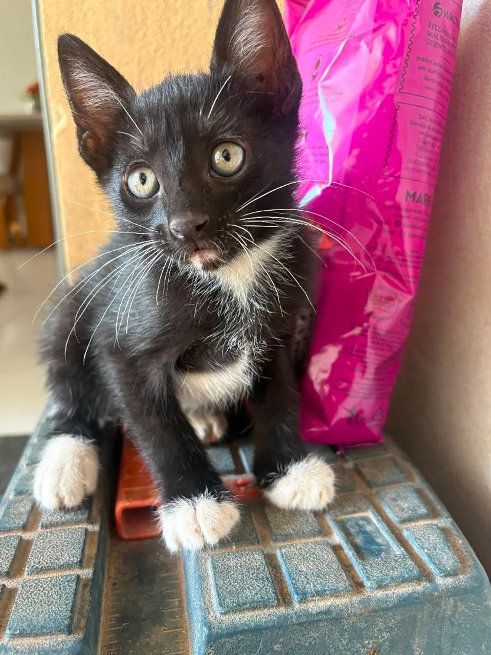 Adote um gatinho - Foto 4