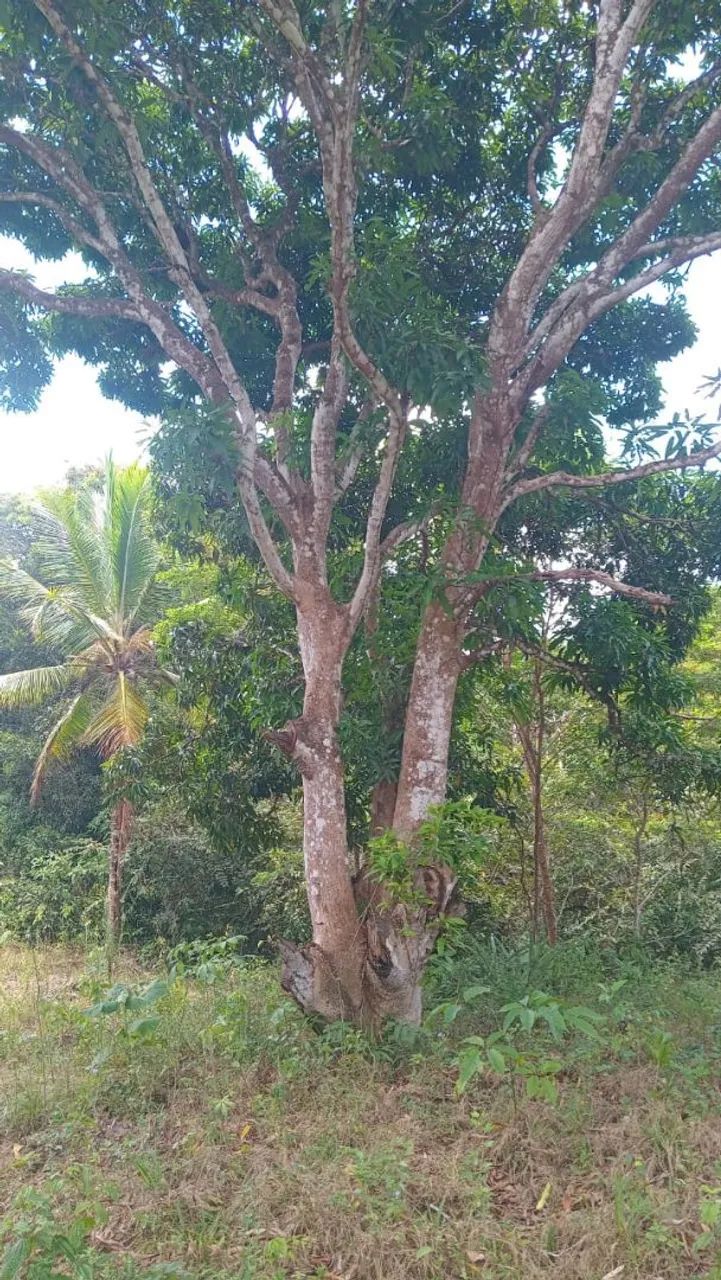 Vendo sitio  - Foto 2