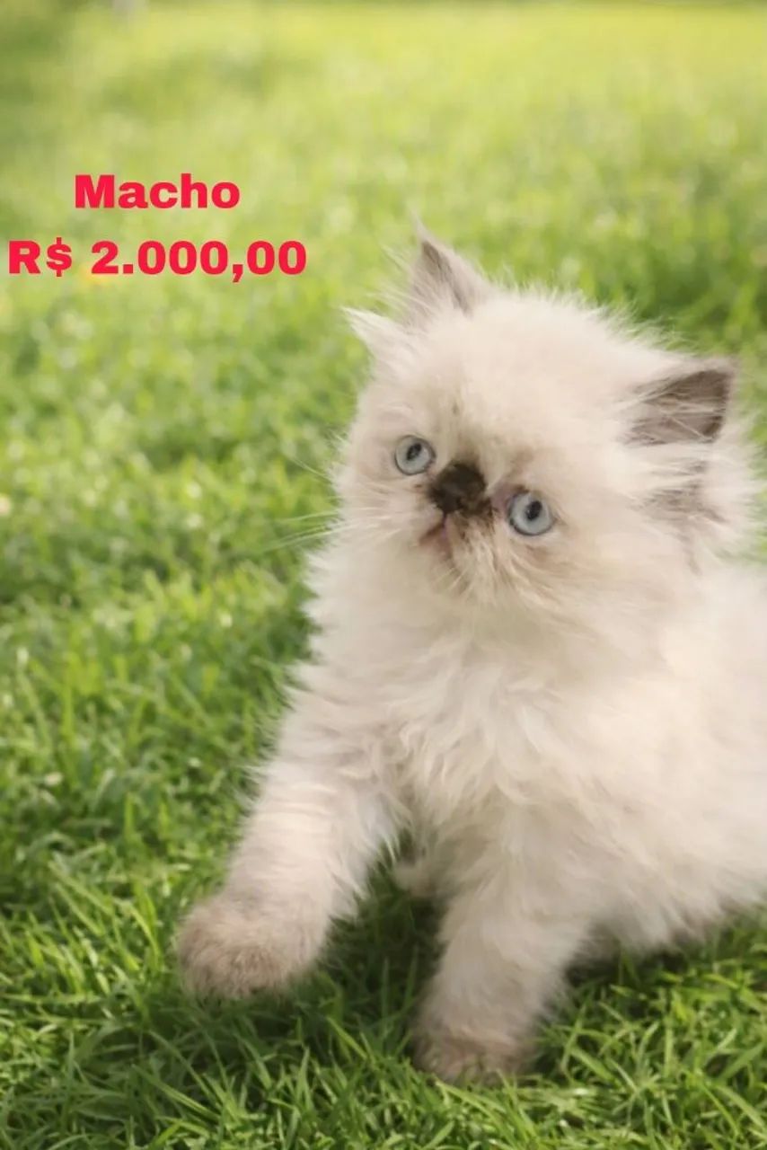 Gatos Persa