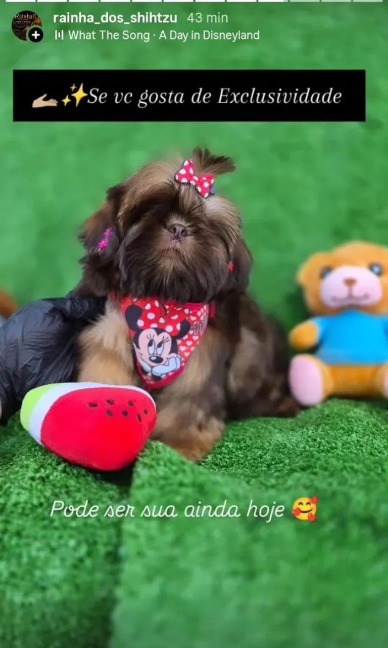 Shih-tzu mini - Foto 3