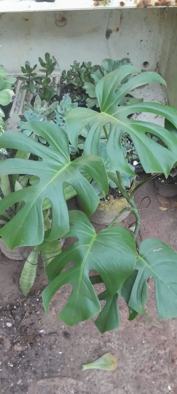 Vendo Plantas 