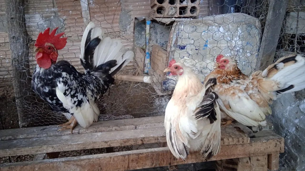 Franguinhos Nagasaki  - Foto 4