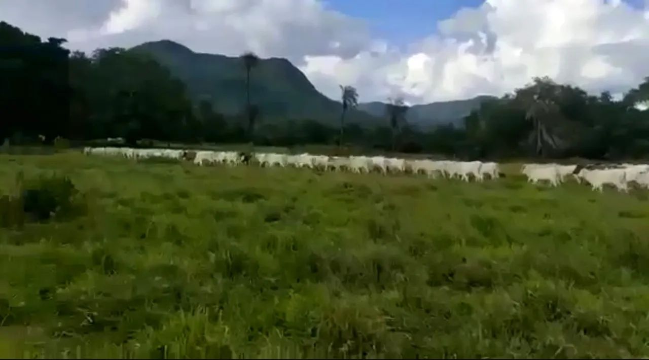 Fazenda de 560 alqueires em Monte Alegre-GO - Foto 4