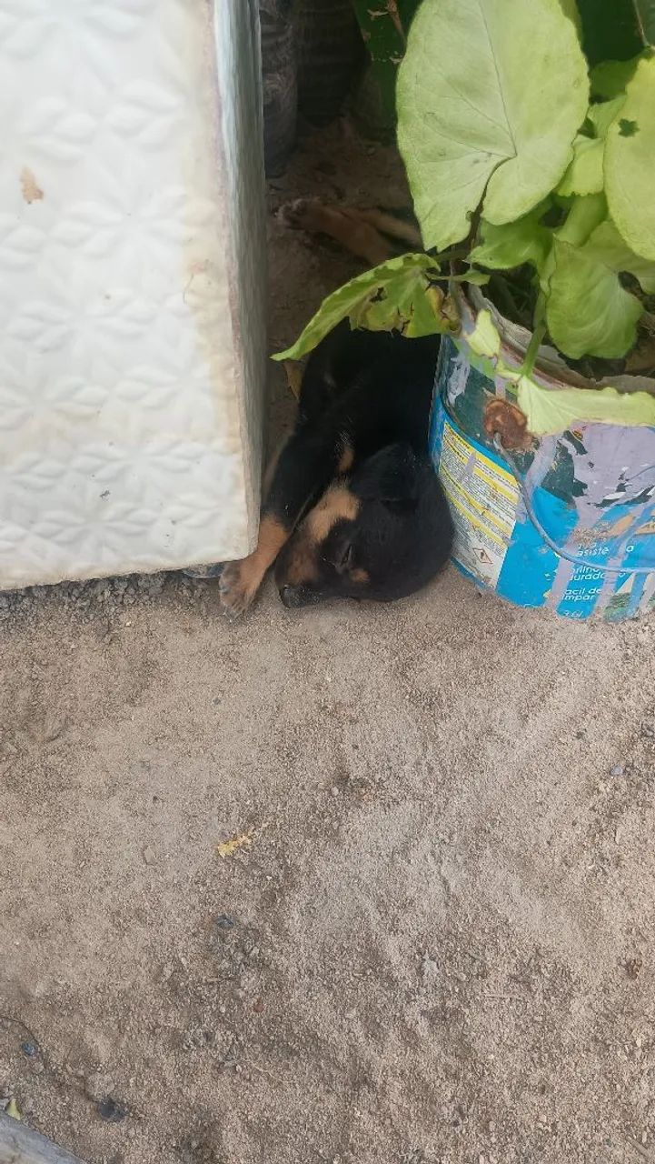 Cachorros para ado ção  - Foto 2