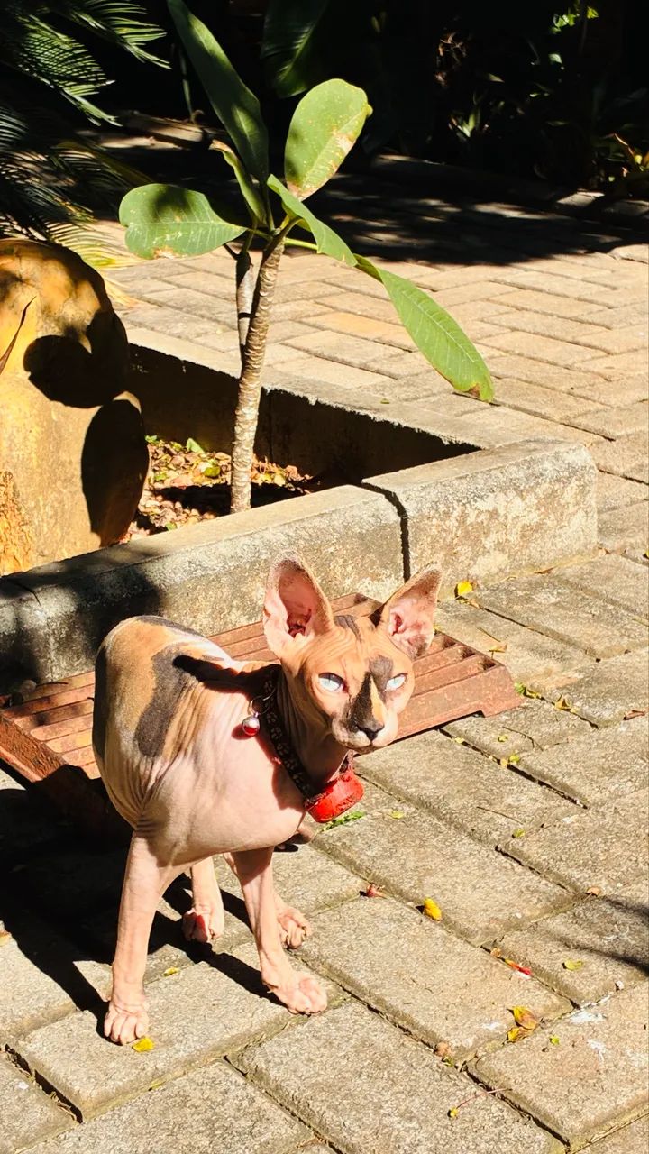 Sphynx fêmea  - Foto 2