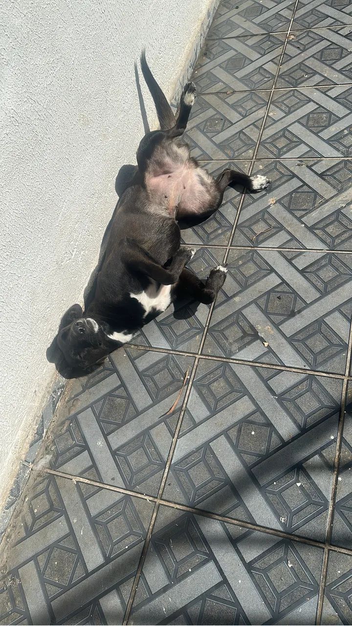 Doação de animais  - Foto 2