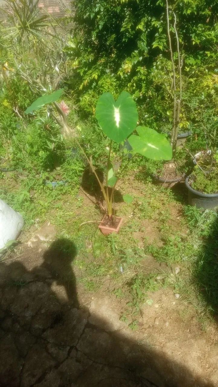 Colocasia Nancy's revenger  - Foto 3