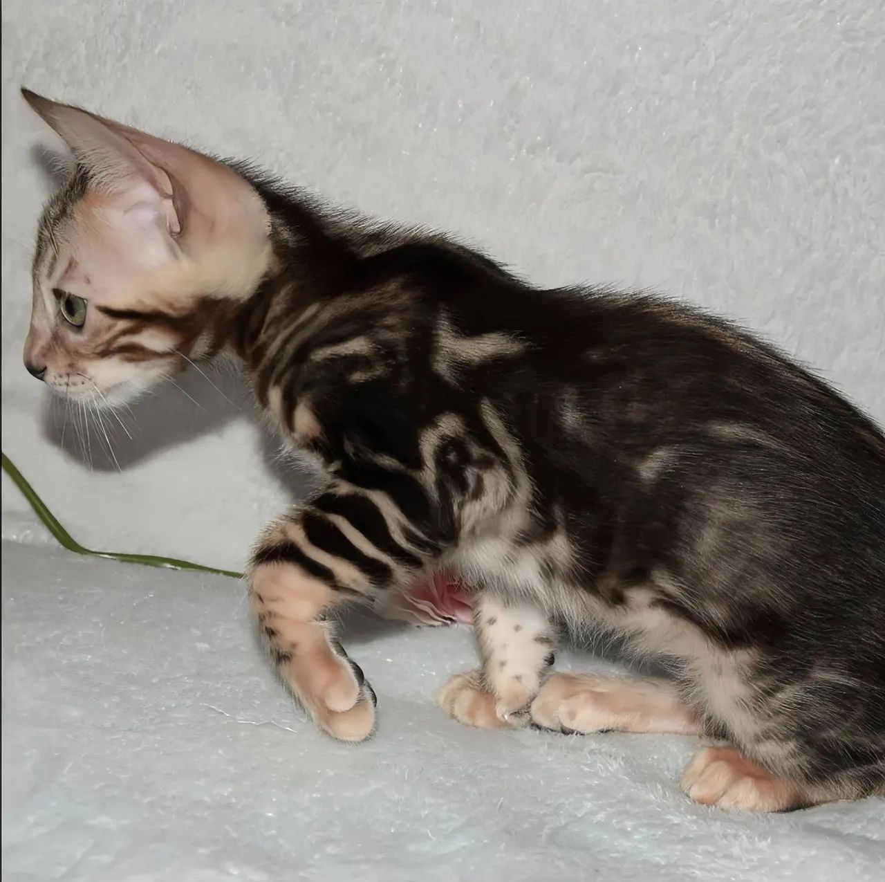 Filhotes Bengal Marbled Silver - 2 meses - Pais no local - Entregamos - Foto 3