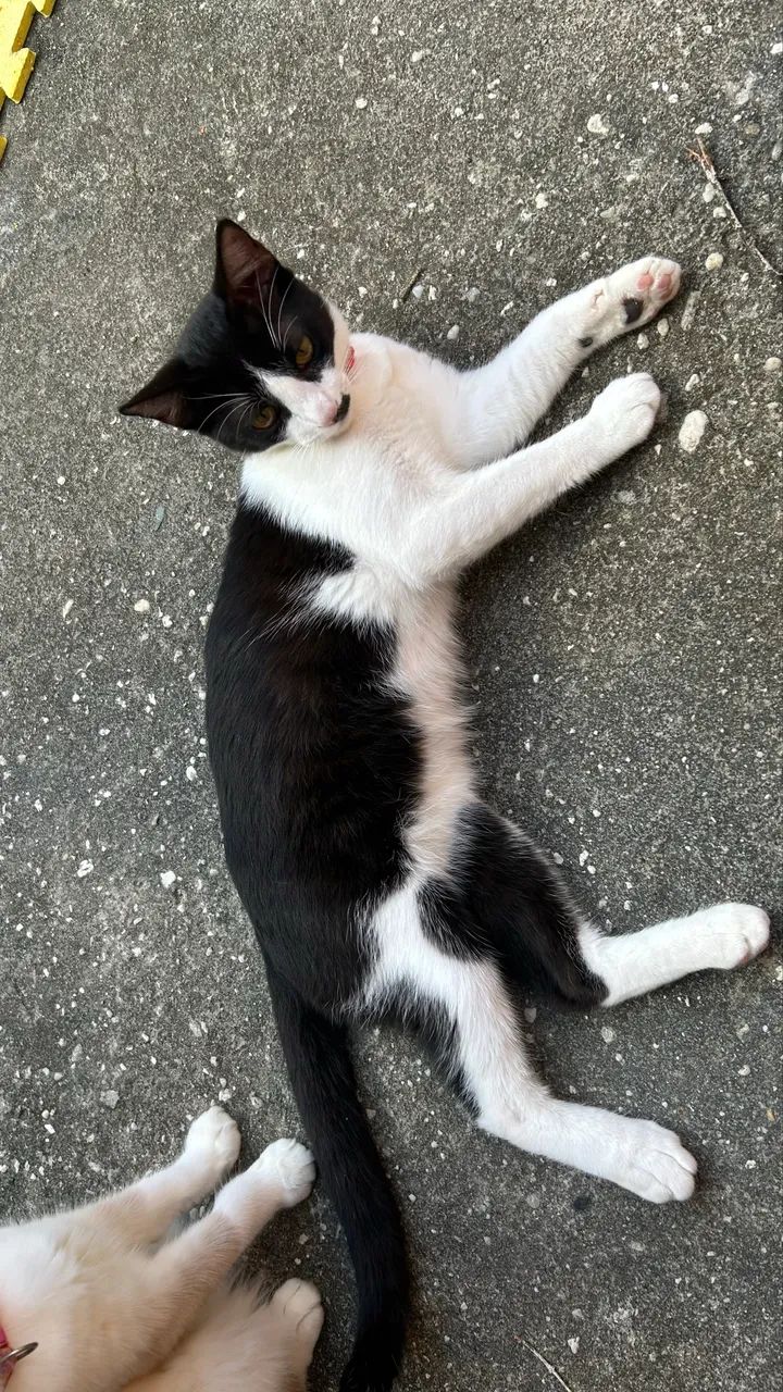 Gato MACHO frajolinha  - Foto 5